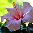 Hibiskusblüte