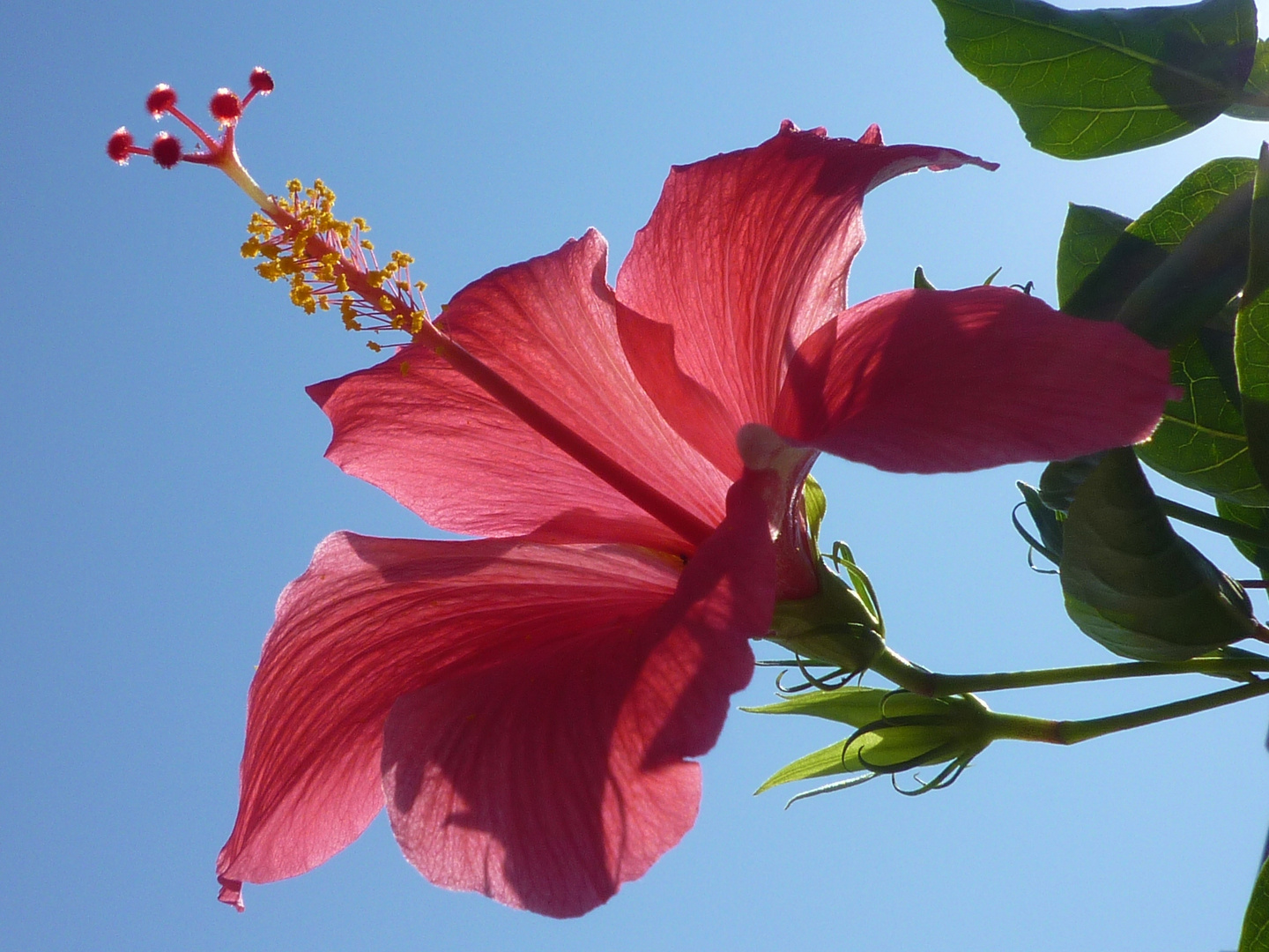 Hibiskusblüte