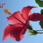 Hibiskusblüte