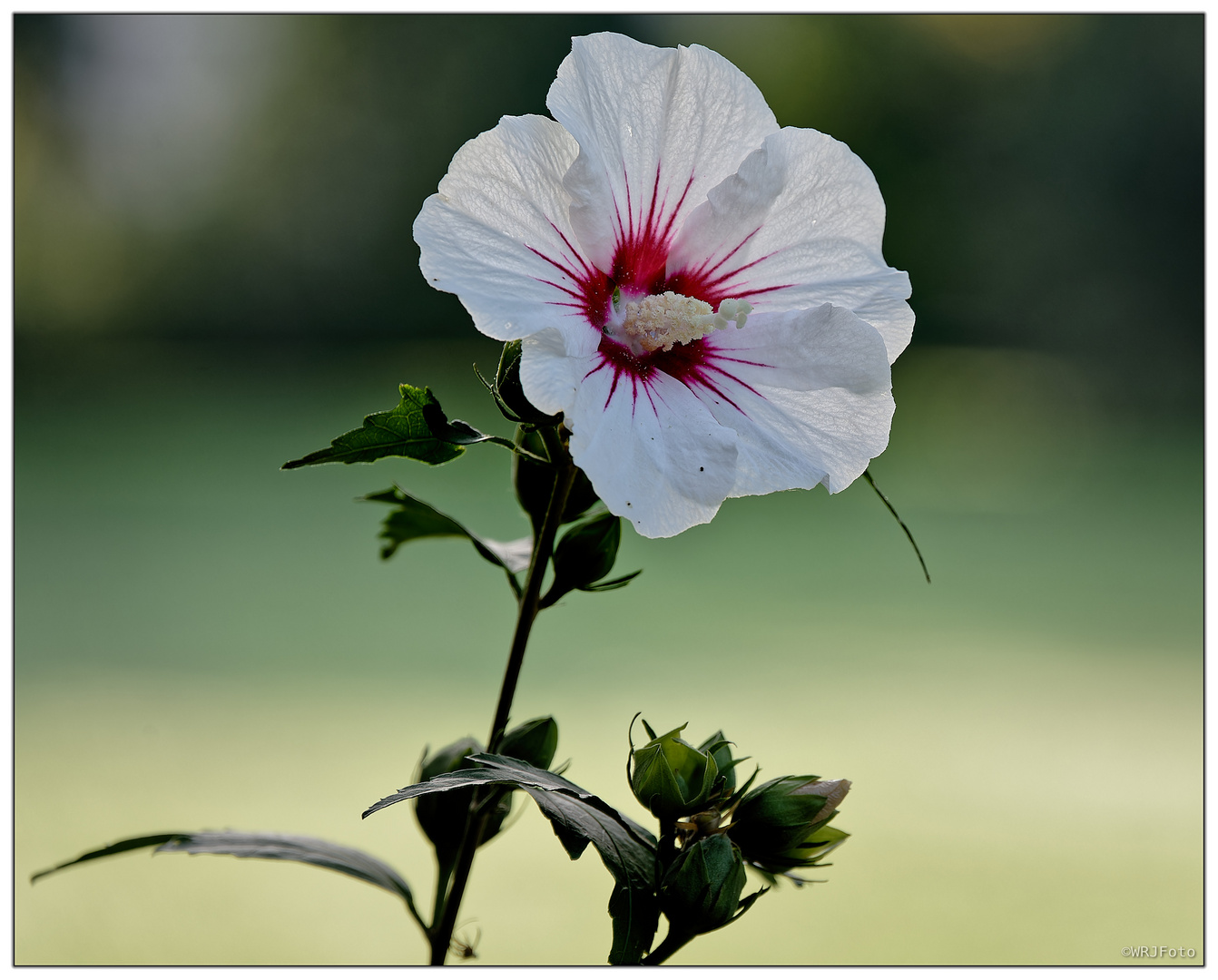 Hibiskusblüte