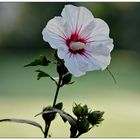 Hibiskusblüte