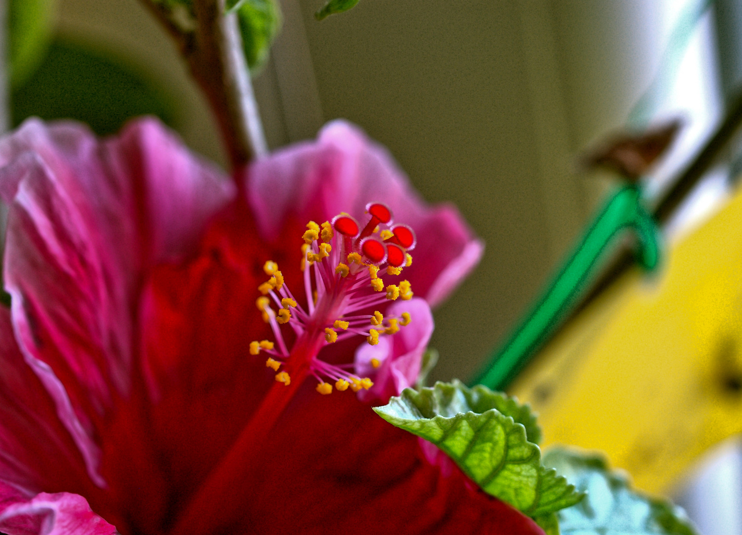 Hibiskusblüte