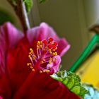 Hibiskusblüte