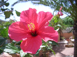 Hibiskusblüte