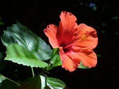 Hibiskusblüte