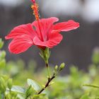 Hibiskusblüte (Hibiscus)