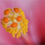 hibiskusblüte II....