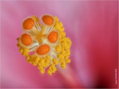 hibiskusblüte II....