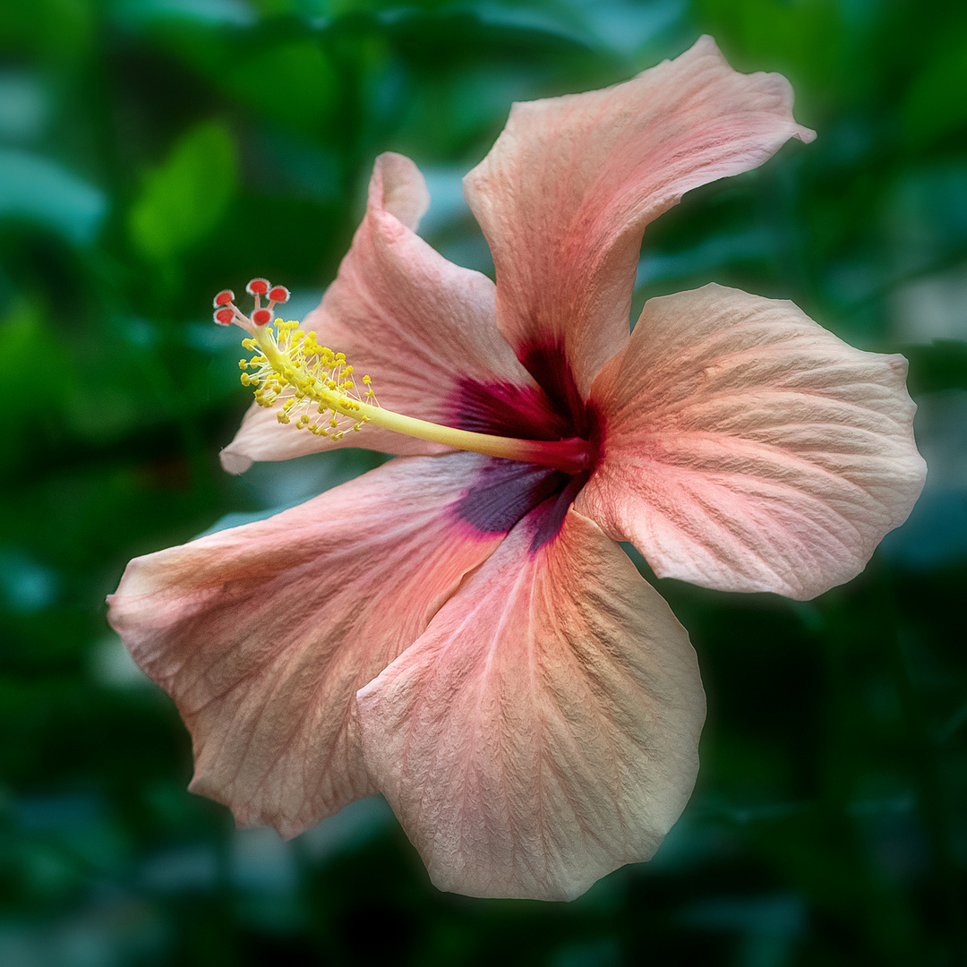 Hibiskusblüte II