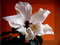 Hibiskusblüte II