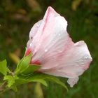 Hibiskusblüte III