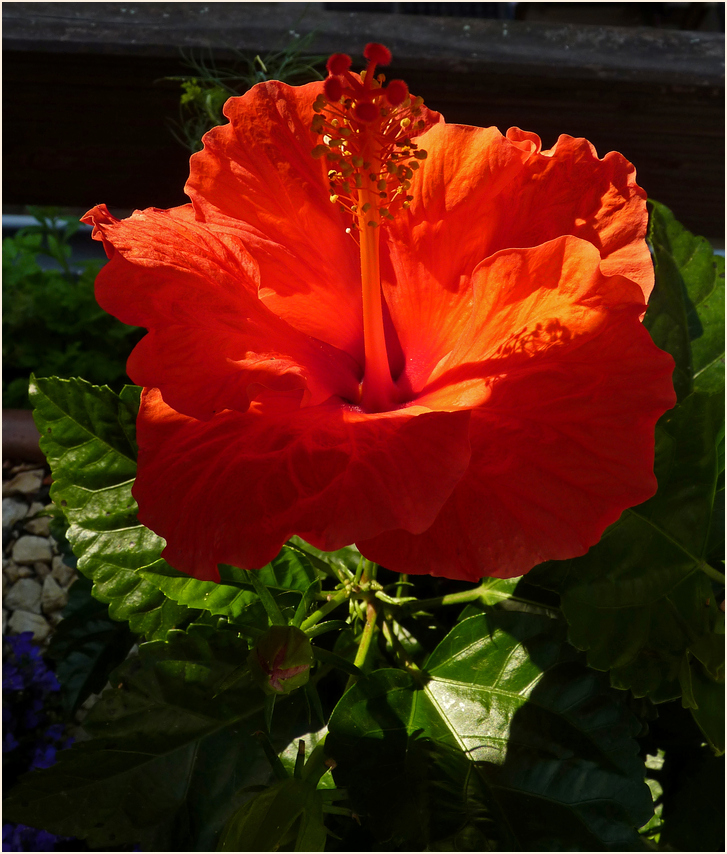 Hibiskusblüte im Abendlicht