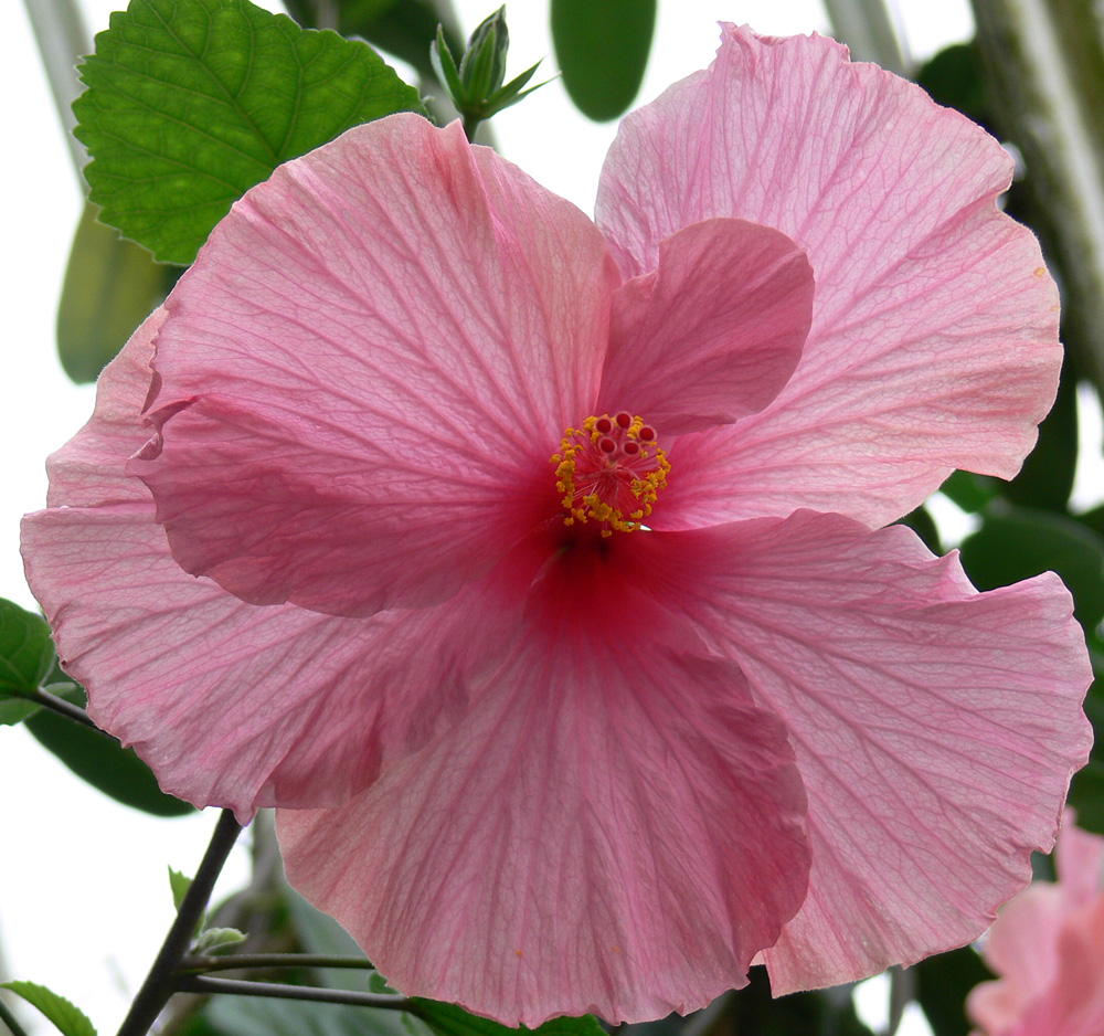 Hibiskusblüte im Gegenlicht