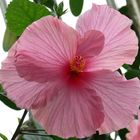 Hibiskusblüte im Gegenlicht