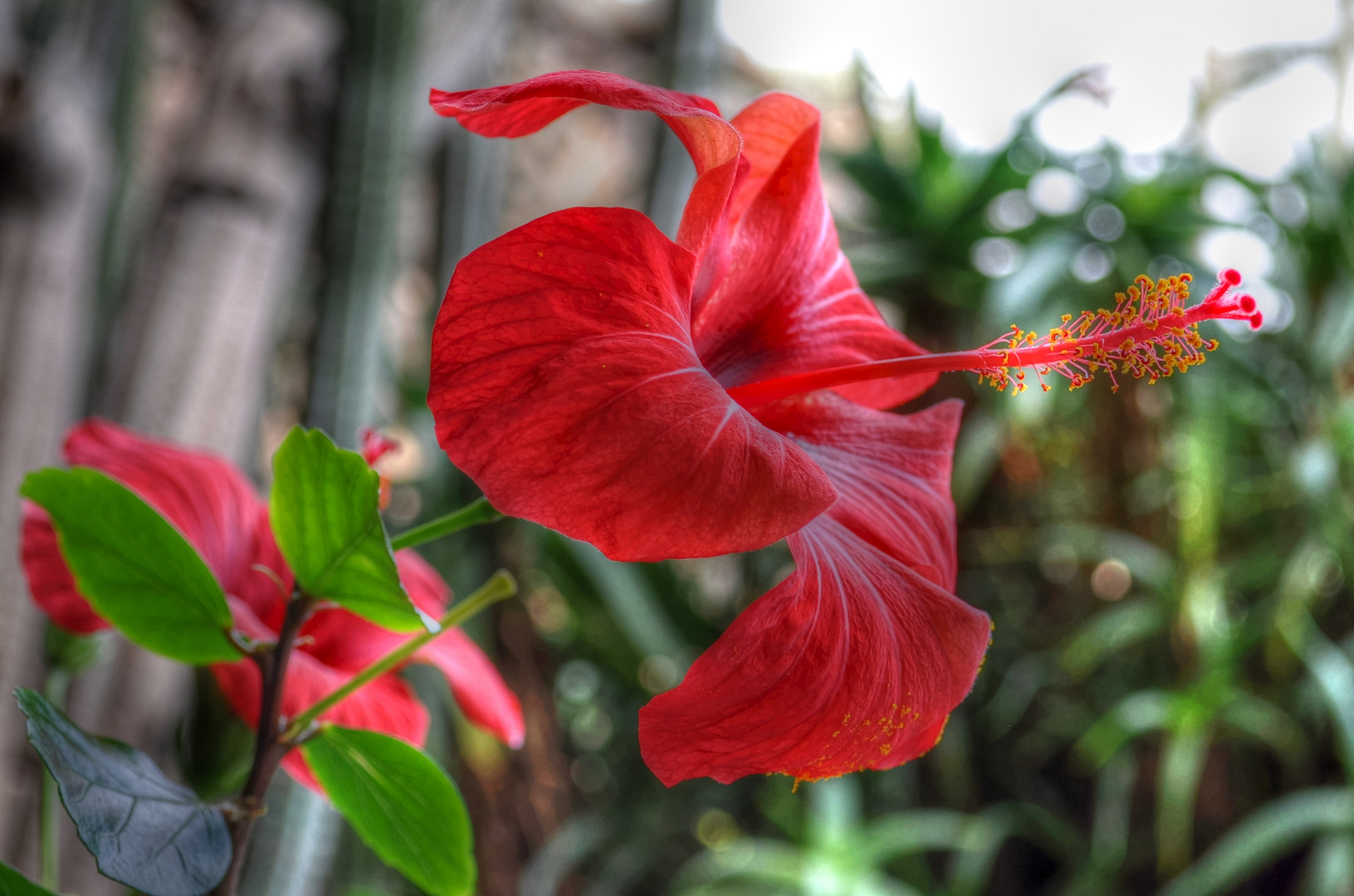 Hibiskusblüte im Januar 2013 auf Lanzarote (HDR)