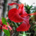 Hibiskusblüte im Januar 2013 auf Lanzarote (HDR)