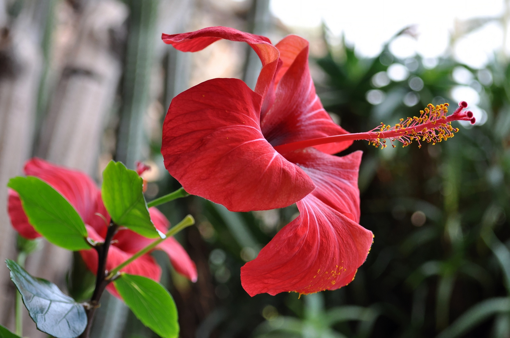 Hibiskusblüte im Januar 2013 auf Lanzarote (Jameos del Agua)