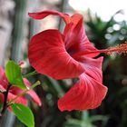 Hibiskusblüte im Januar 2013 auf Lanzarote (Jameos del Agua)