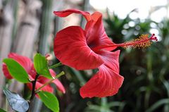 Hibiskusblüte im Januar 2013 auf Lanzarote (Jameos del Agua)