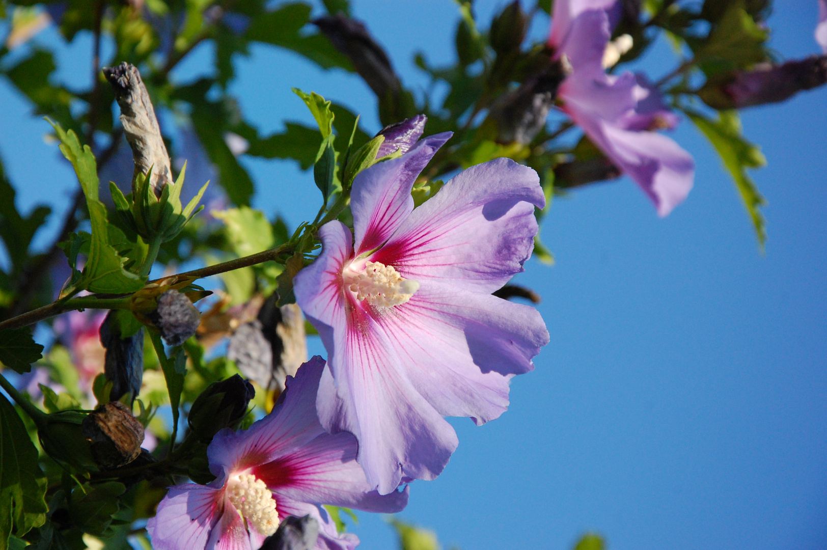 Hibiskusblüte im Morgenlicht