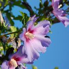 Hibiskusblüte im Morgenlicht