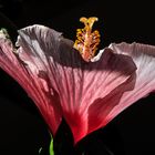 Hibiskusblüte im Profil