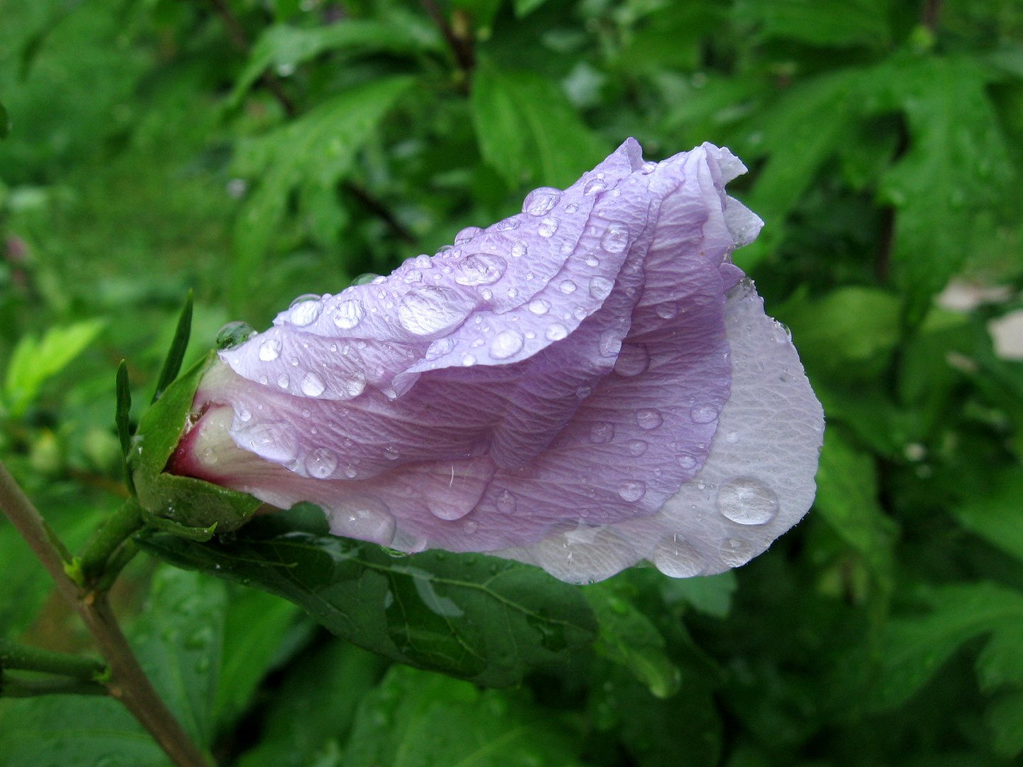 Hibiskusblüte im Regen ......