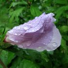 Hibiskusblüte im Regen ......