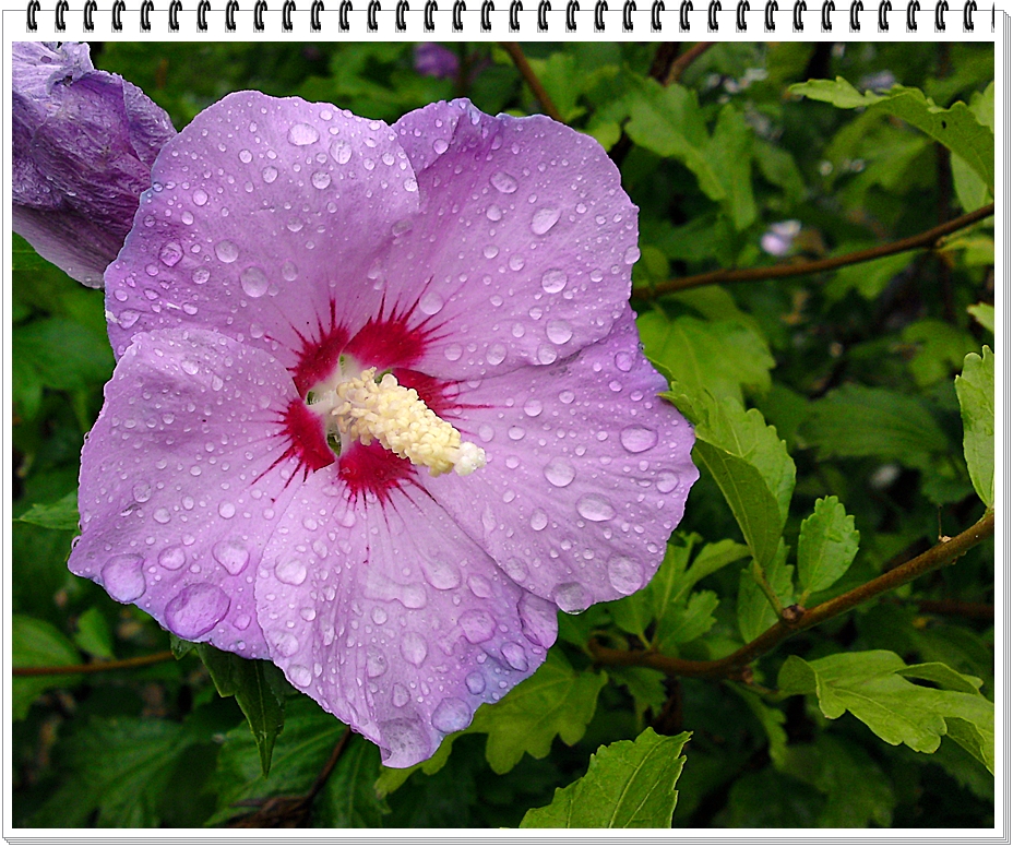 | Hibiskusblüte im Regen |