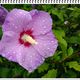 | Hibiskusblte im Regen |