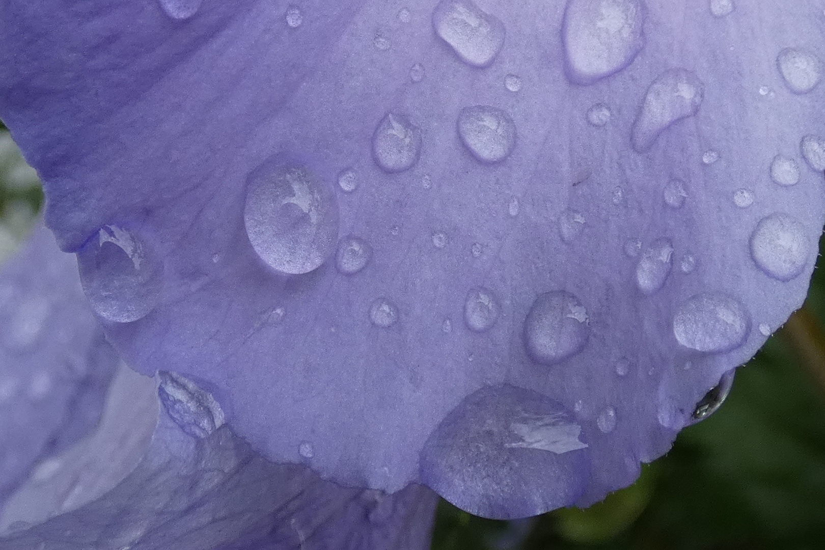 Hibiskusblüte im Regen (KS-219)