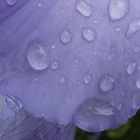 Hibiskusblüte im Regen (KS-219)