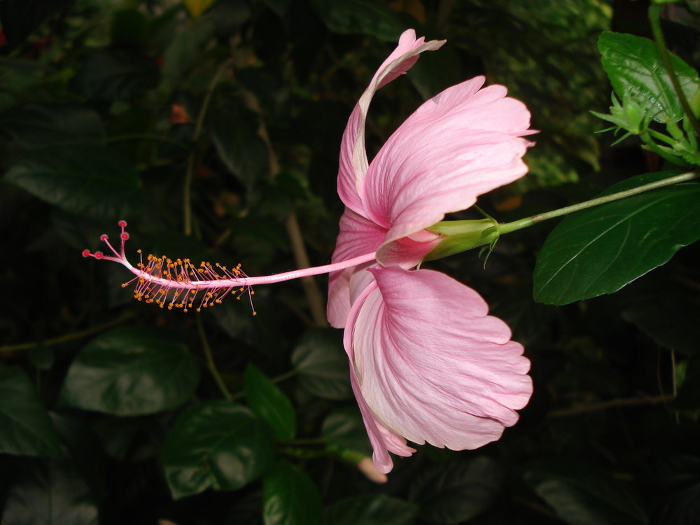 Hibiskusblüte im Tropical Island