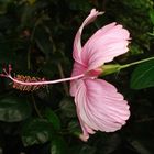 Hibiskusblüte im Tropical Island