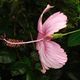 Hibiskusblte im Tropical Island