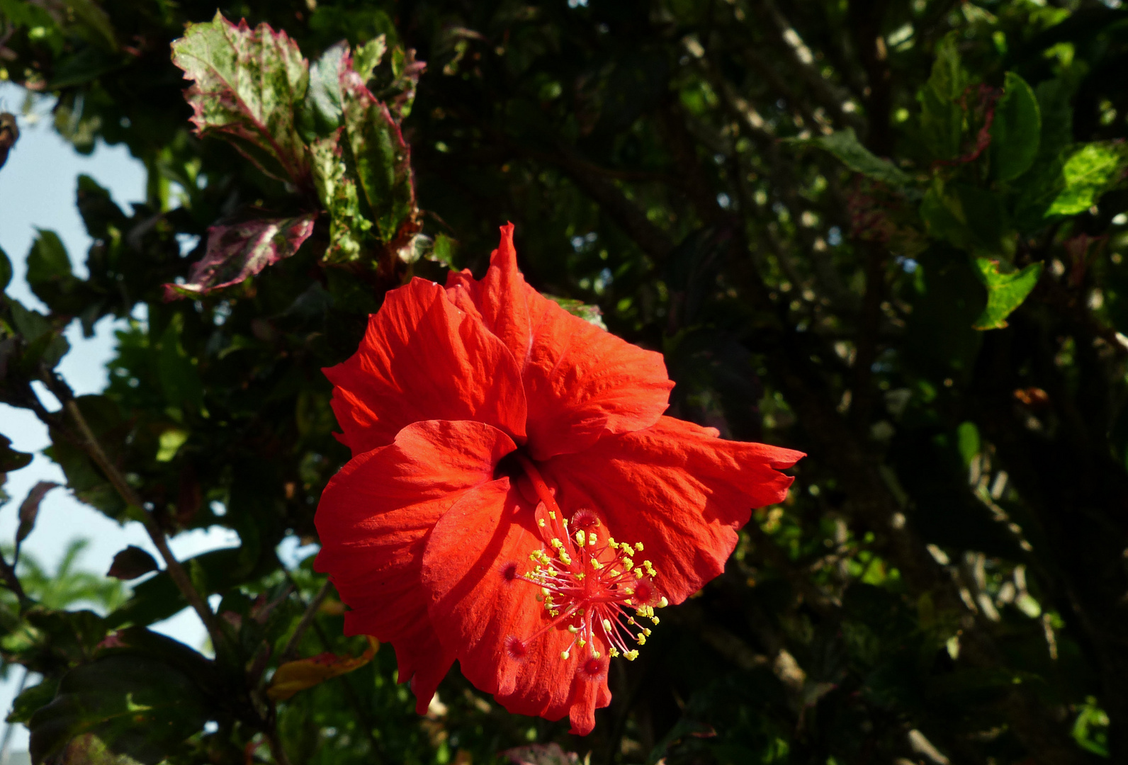 Hibiskusblüte in der australischen Sonne