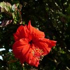 Hibiskusblüte in der australischen Sonne