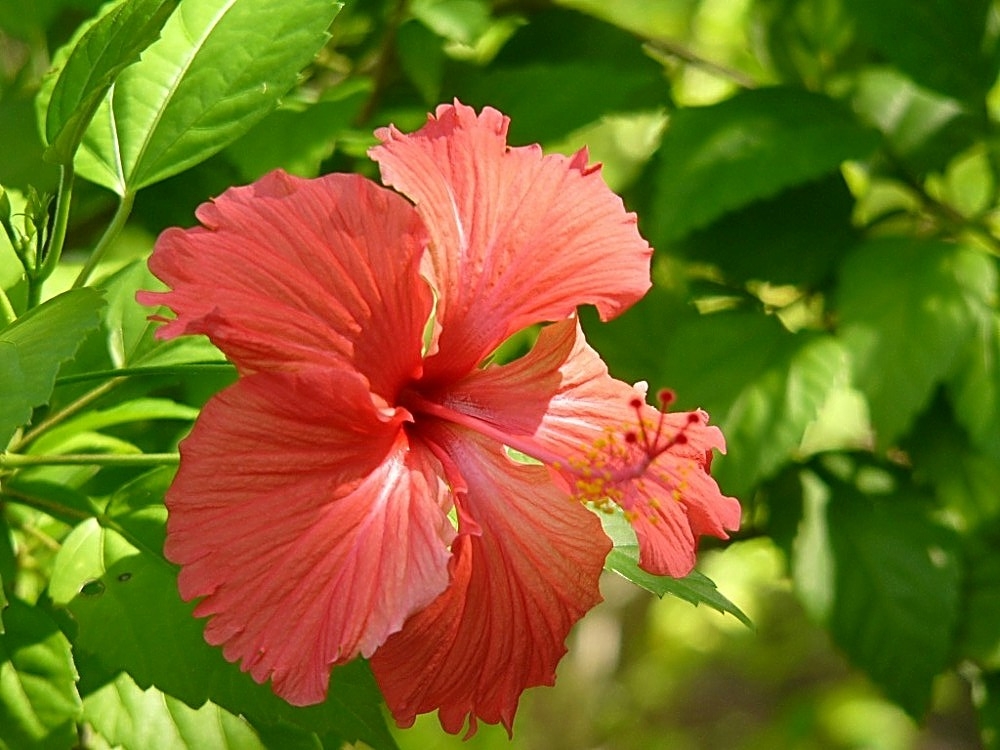 Hibiskusblüte in der Morgensonne