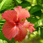 Hibiskusblüte in der Morgensonne