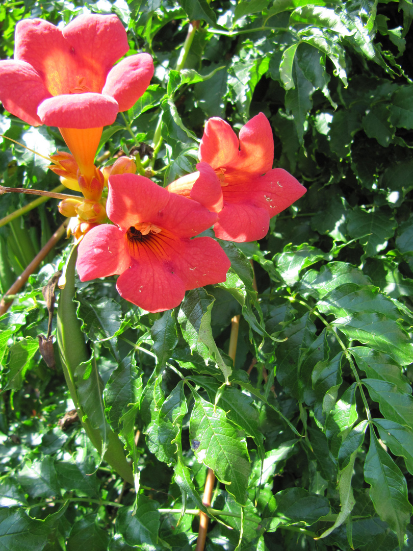 Hibiskusblüte in Hajos