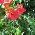 Hibiskusblüte in Hajos