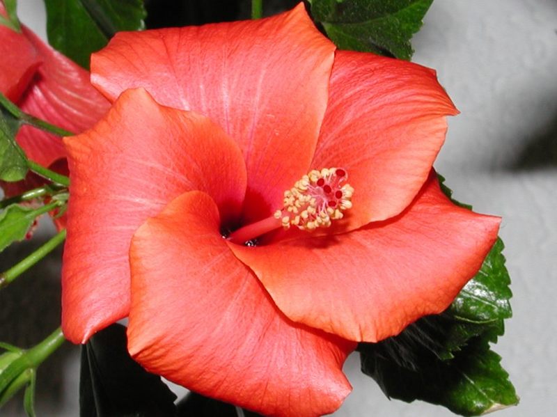 Hibiskusblüte in voller Pracht