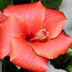 Hibiskusblüte in voller Pracht