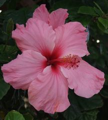 -Hibiskusblüte in voller Pracht-