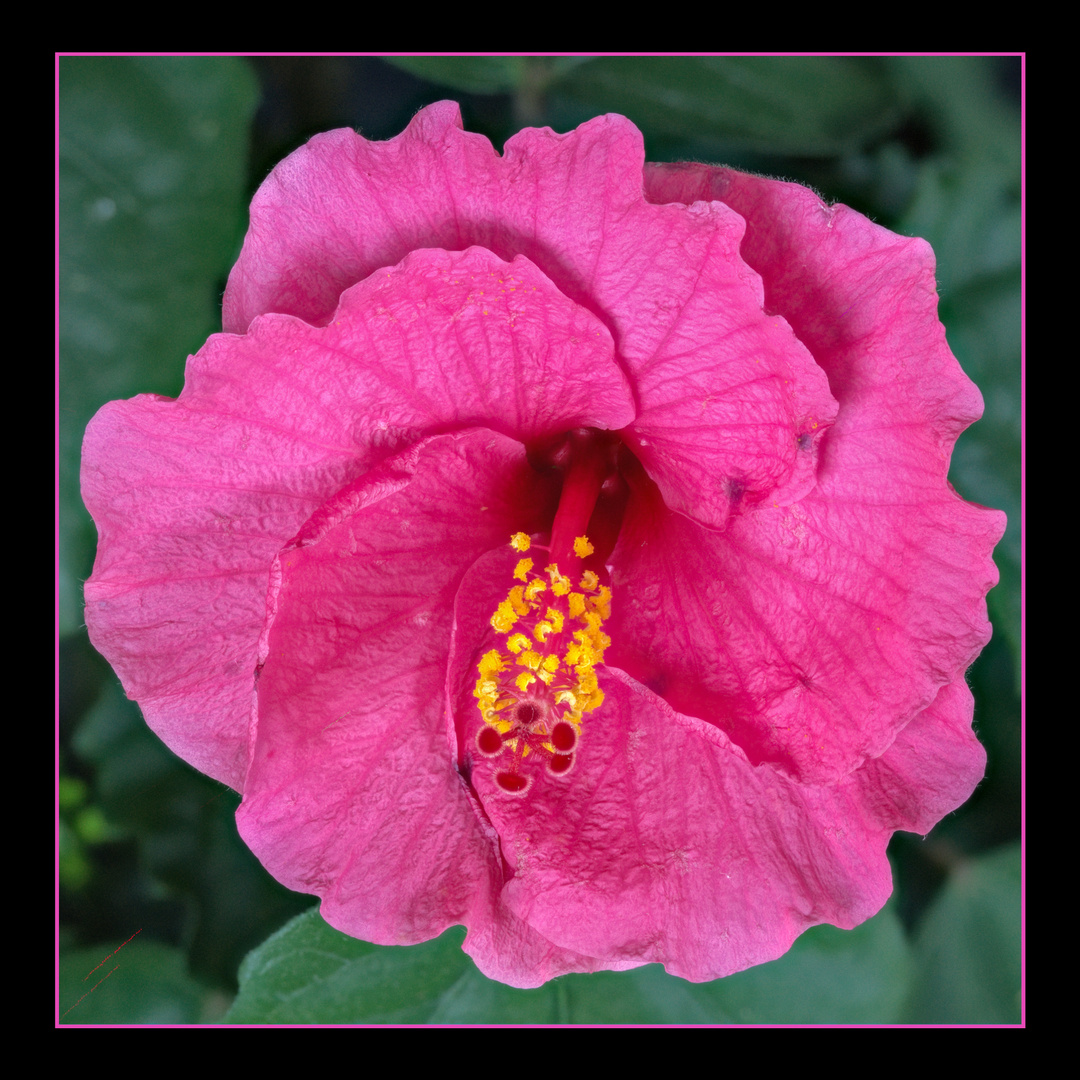 Hibiskusblüte Komplettansicht