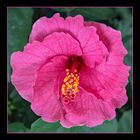 Hibiskusblüte Komplettansicht