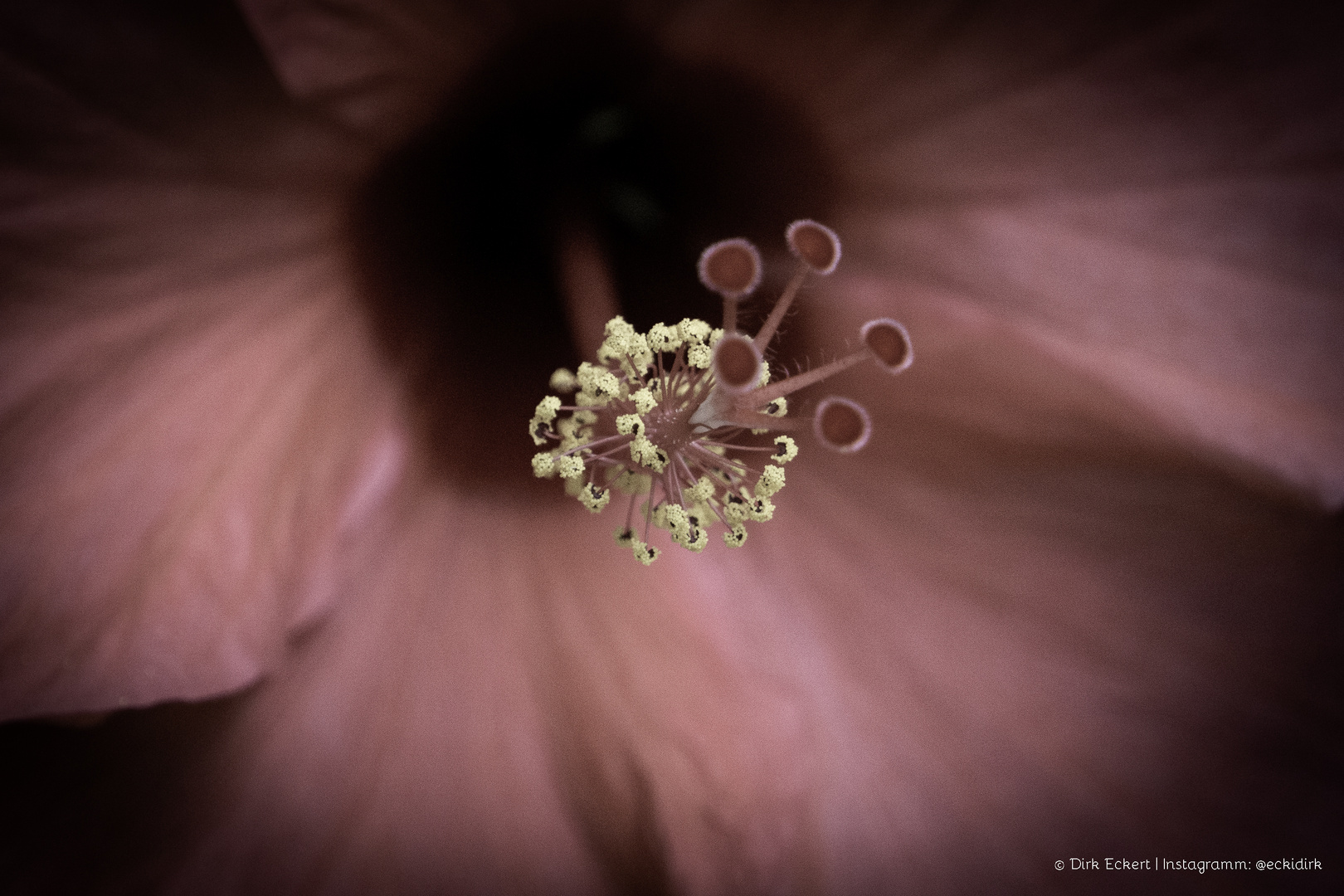 Hibiskusblüte Makro