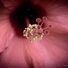 Hibiskusblüte Makro