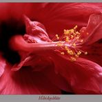 Hibiskusblüte Makro