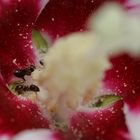 Hibiskusblüte mit Ameisen